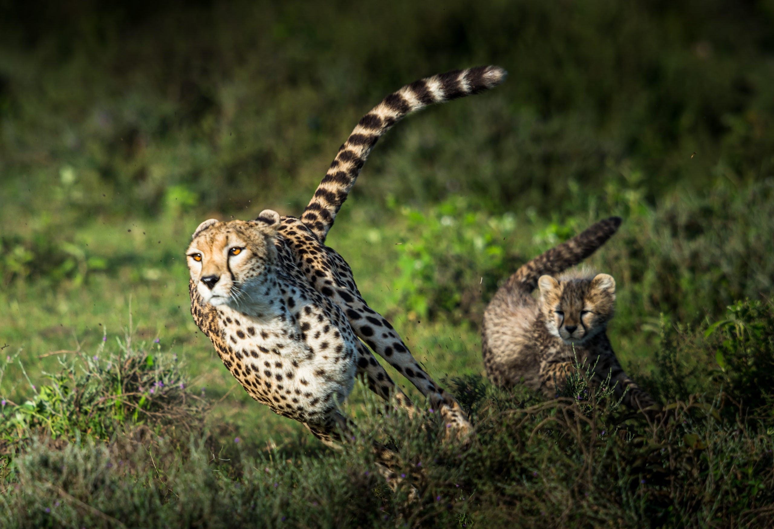leopard running