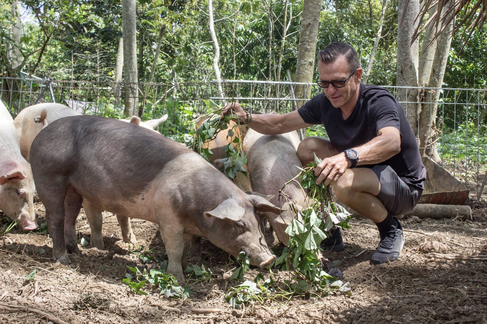 Happy pigs living a good life in nature, in Bali