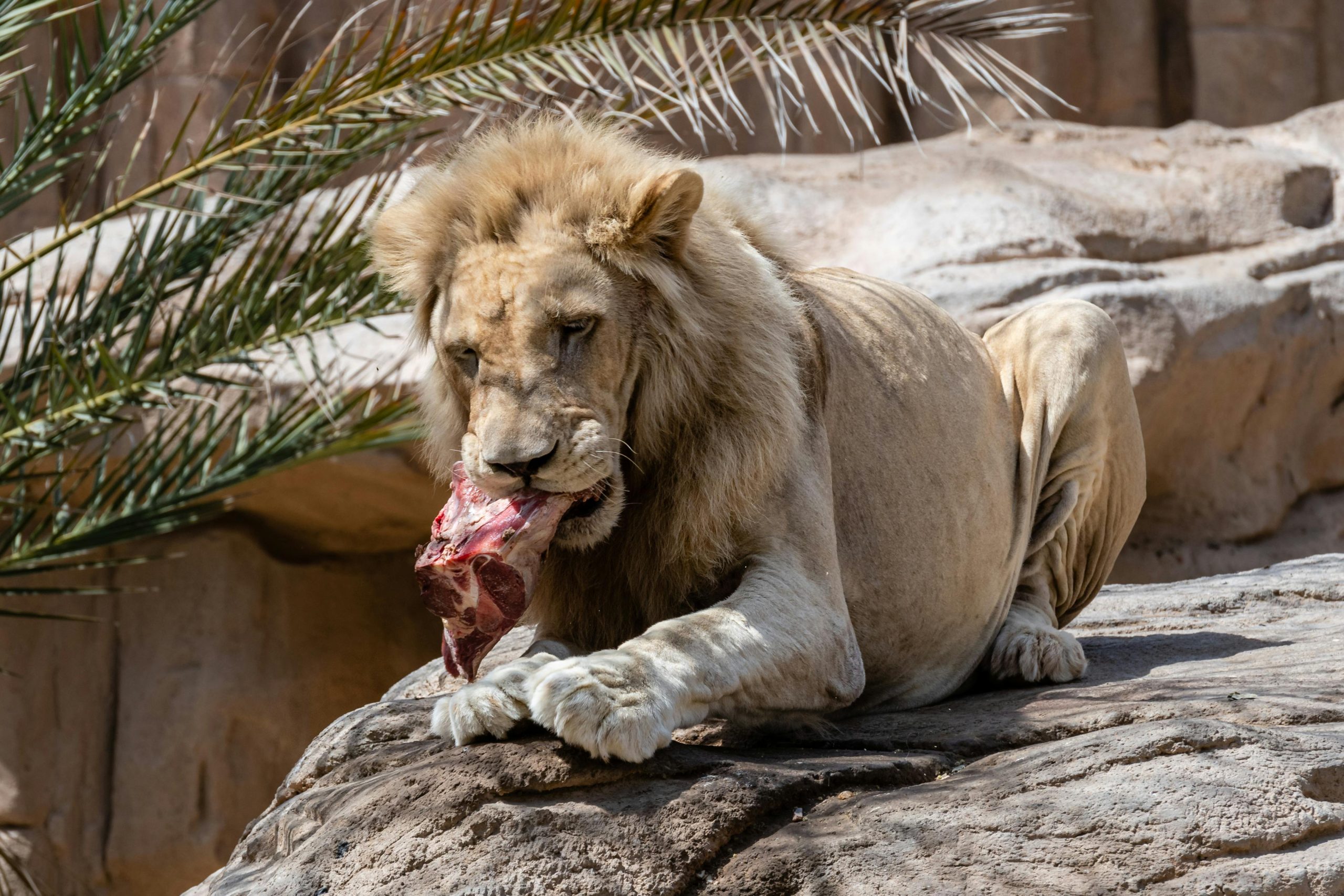 Weight Loss: You won't see a Lion eating carbs, fiber, or sugar! Photo by Photo by Kirandeep Singh Walia on Pexels