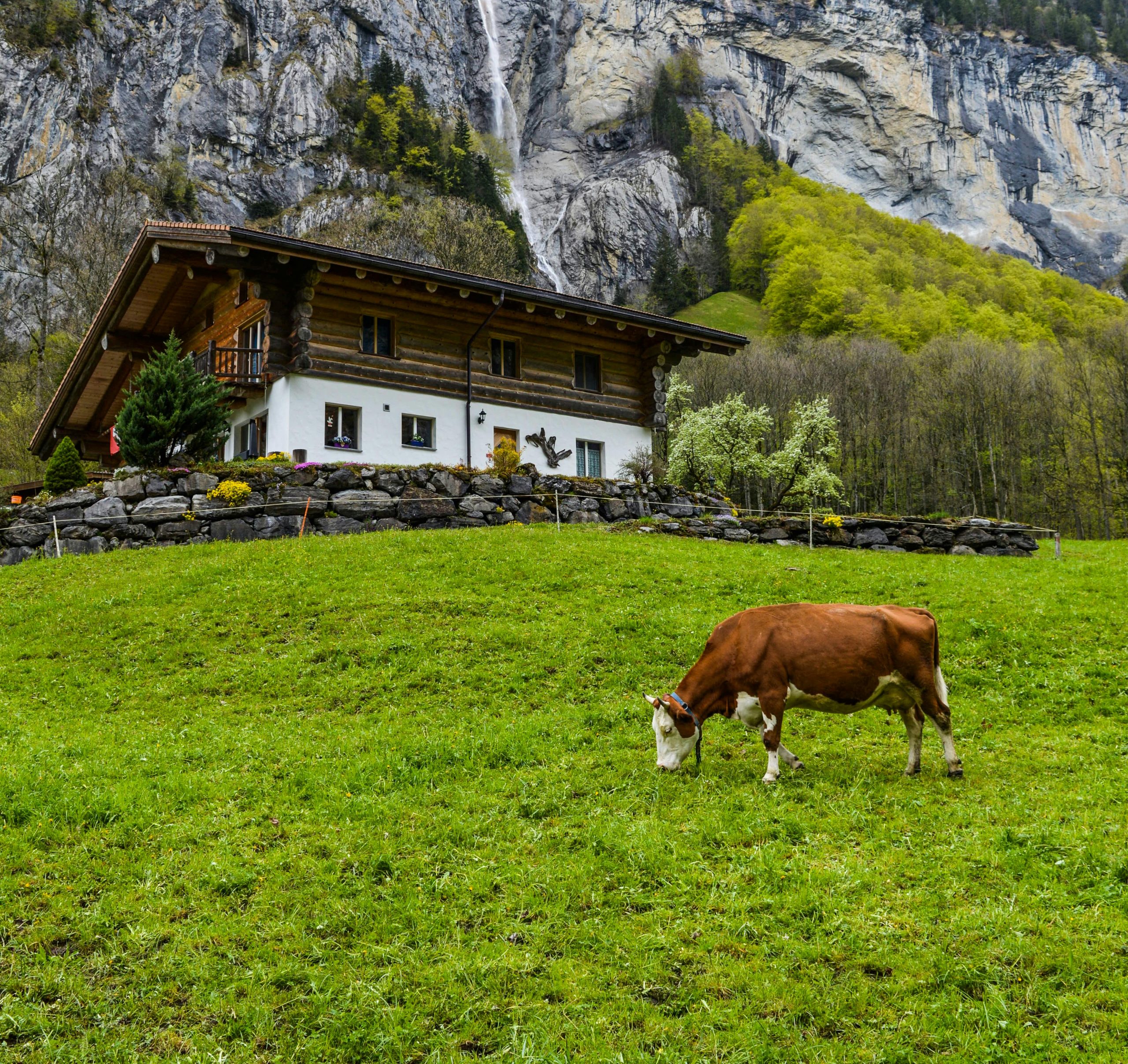 Cow grasing in nature - how it should be - that's why their meat is so nutritious. Photo by Gotta Be Worth It on Pexels
